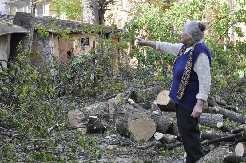 «Приїхали, зрізали, покидали»: у центрі Чернівців зрубали півстолітні дерева (ФОТО)