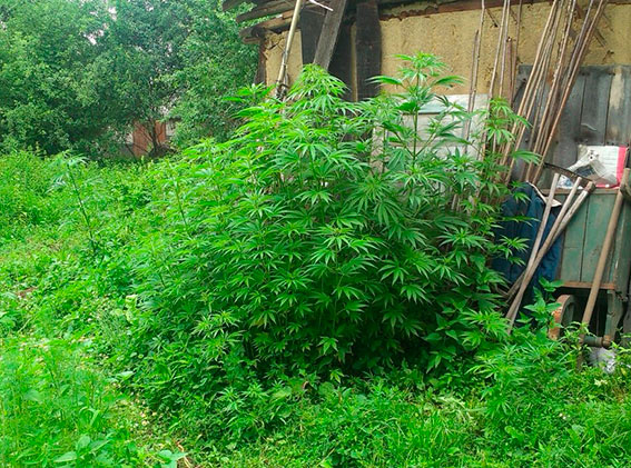 На Буковині виявили незаконний посів коноплі