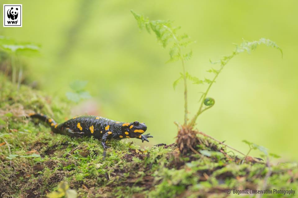 Завтра Президент вирішить долю унікальних лісів України