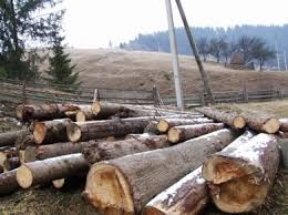 Підлеглі Череватого сплатять майже 3 млн.грн. за шкоду, заподіяну довкіллю внаслідок незаконної рубки дерев 