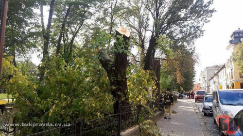 У Чернівцях на Соборній площі через одну суху гіляку зрізали чотири здорових дерева (фото)