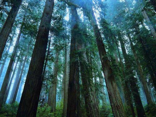  На Буковині прокуратура попередила незаконне вилучення земель лісового фонду з державної власності