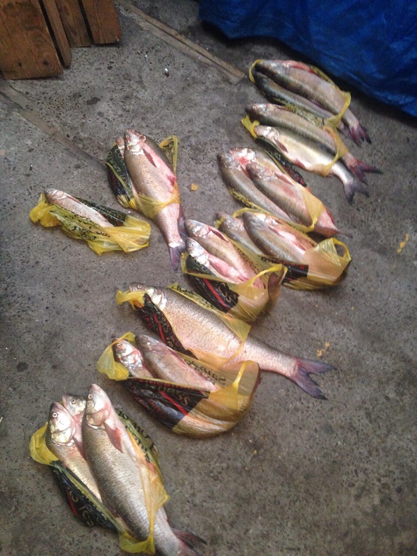 Чернівецький рибоохоронний патруль зупинив незаконний збут червонокнижного вирезуба та вилов стерляді