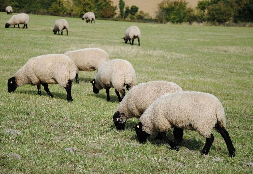 Аграрна еліта області зустрілась у Чернівцях