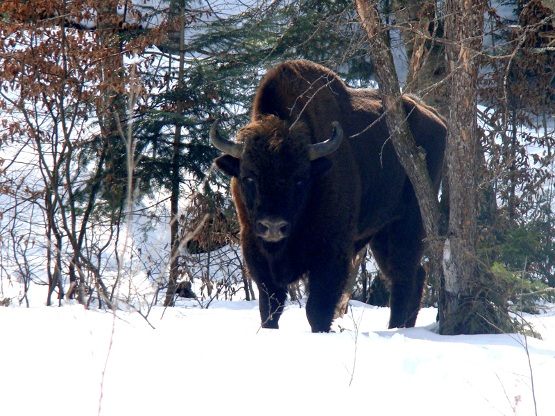На Буковину з вінницьких лісів привезли двох зубрів з десяти  запланованих 