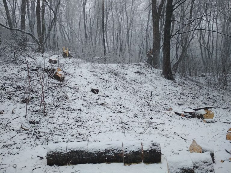 У Чернівцях незаконно вирубують дерева (ОНОВЛЕНО)