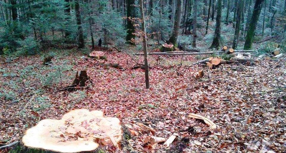 На Буковині майстер лісу заподіяв шкоди лісовому фонду на понад 84 тисячі гривень