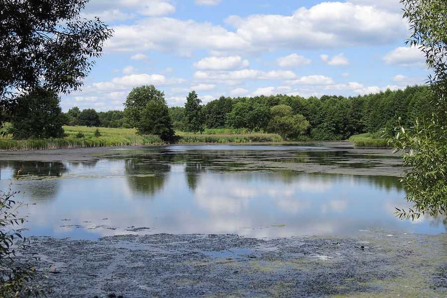 У Білоусівці місцевий житель незаконно використовував майже 1,5 га землі водного фонду 