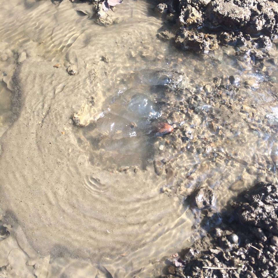 Василь Максим'юк вважає, що Продан керує містом ще гірше Каспрука  