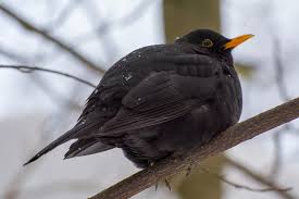 На Буковині зазимовують і перелітні птахи