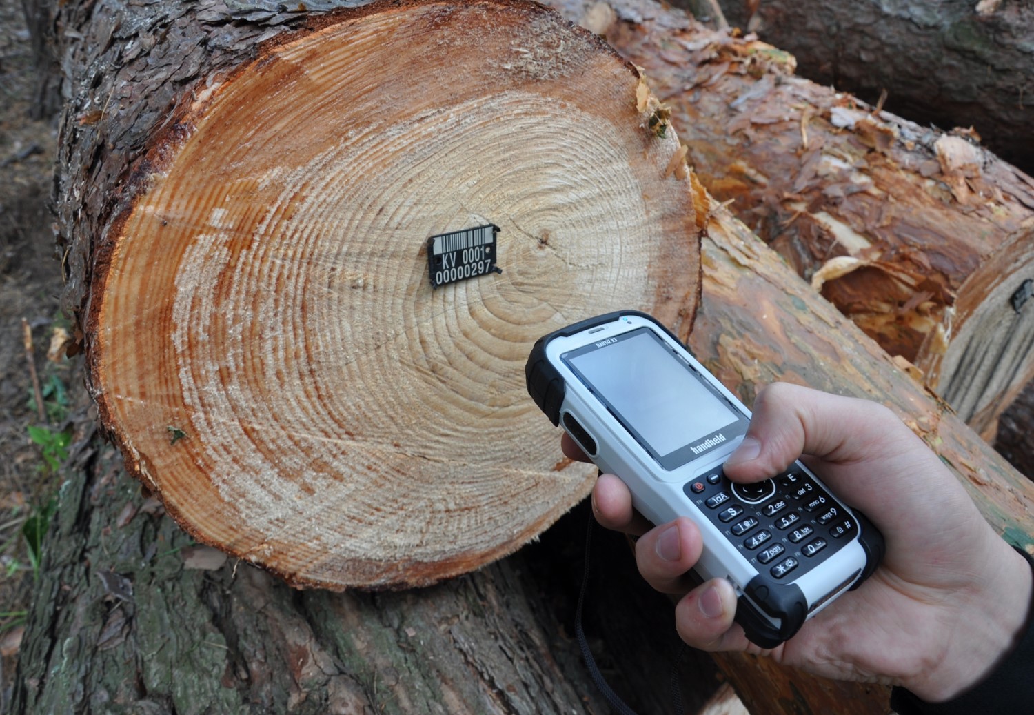 На Буковині кожне зрубане дерево реєструють у Єдиній державній системі обліку деревини