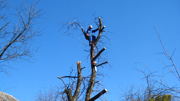 Київрада встановила мораторій на обрізку усіх дерев, окрім аварійних