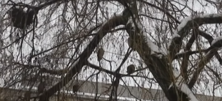 Вже понад десятиліття з десяток сов зимують на вербах поблизу будівлі ДФС у Чернівцях
