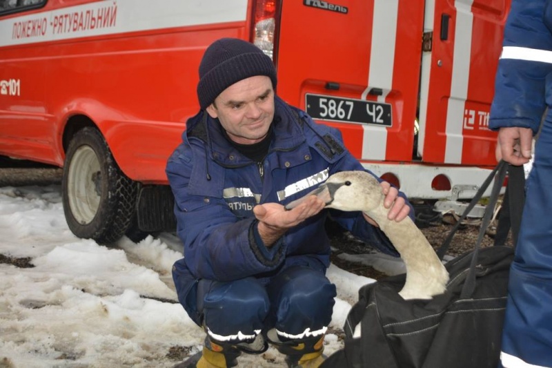 Шуму-гаму наробила ситуація з підраненим і зголоднілим лебедем-шипуном на Пруті в Чернівцях