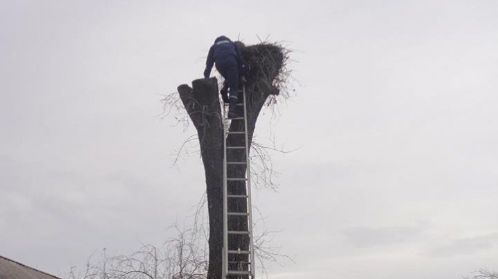 На Буковині лісівники з рятувальниками убезпечили лелече гніздо
