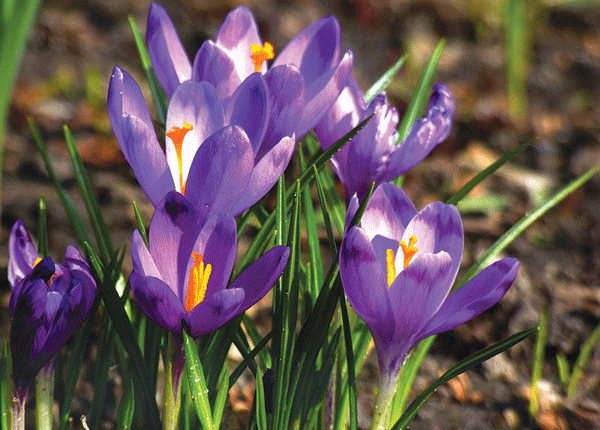 Зацвіло і усміхнулися шафрани...  