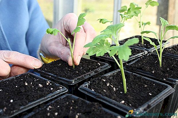 На Кіцманщині почали висаджувати дуби