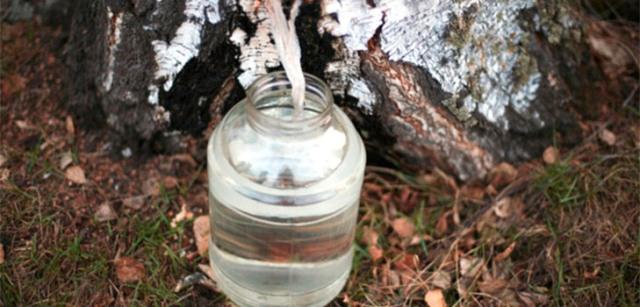 Коли плачуть берізки, або чи варто заради копійчаного бізнесу глумитися над природою?