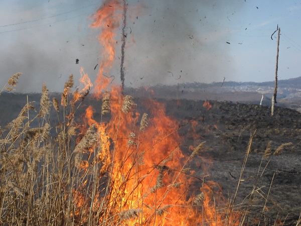 В Україні у 18 разів збільшено штрафи за випалювання сухої рослинності: від 91 800 гривень до 153 000 гривень 