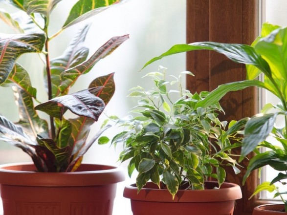 Кімнатні рослини можуть бути небезпечними: експерт назвала які  