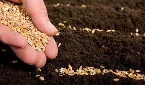 Першими почали і першими загорнули насіння у грунт хлібороби селянської спілки «Злагода», що на Хотинщині…