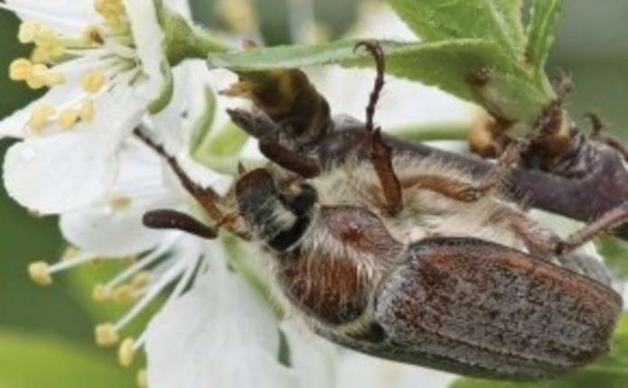 Мертві хрущі над Чернівцями не гудуть…