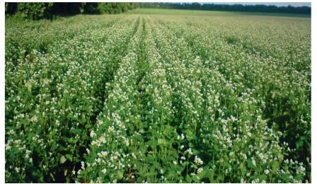 Вирощую і буду, доки зможу, вирощувати гречку, яка і на наших підгірних землях родить нівроку, - голова  селянської спілки «Україна» Вижницького району