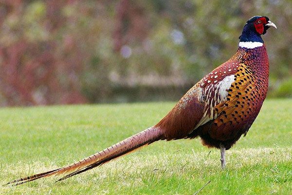 І в 'Камінному яру' на Хотинщині вирощували фазанів. На жаль, не стало заповідника - не стало в мисливських угіддях і цього чудового птаха...  