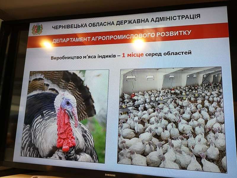 Чернівецька область перша в Україні з виробництва м'яса індика та вирощування форелі 