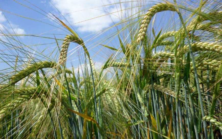 І хвацько вуса викинув ячмінь…