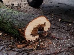 Подумаєш, живу людську душу старе дерево на Роші-Стинка убити могло