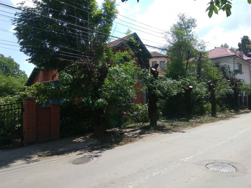 Залишили майже без гілок: у Чернівцях обленерго взялося чистити дерева посеред літа