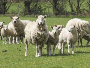 В буковинських Карпатах занепадає вівчарська справа