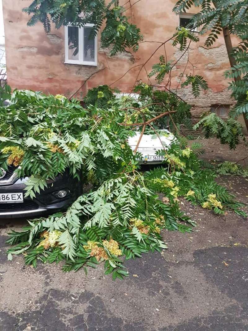 На вулиці Лисенка у Чернівцях дерево впало на припарковані автомобілі, а біля стадіону 'Буковина' просто на землю