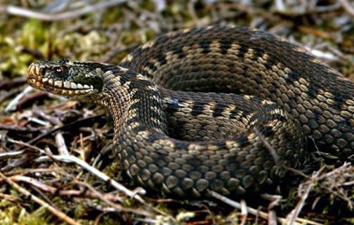 На Буковині змія вкусила 12-річного хлопця за палець, коли він громадив сіно (+як діяти у разі укусу)