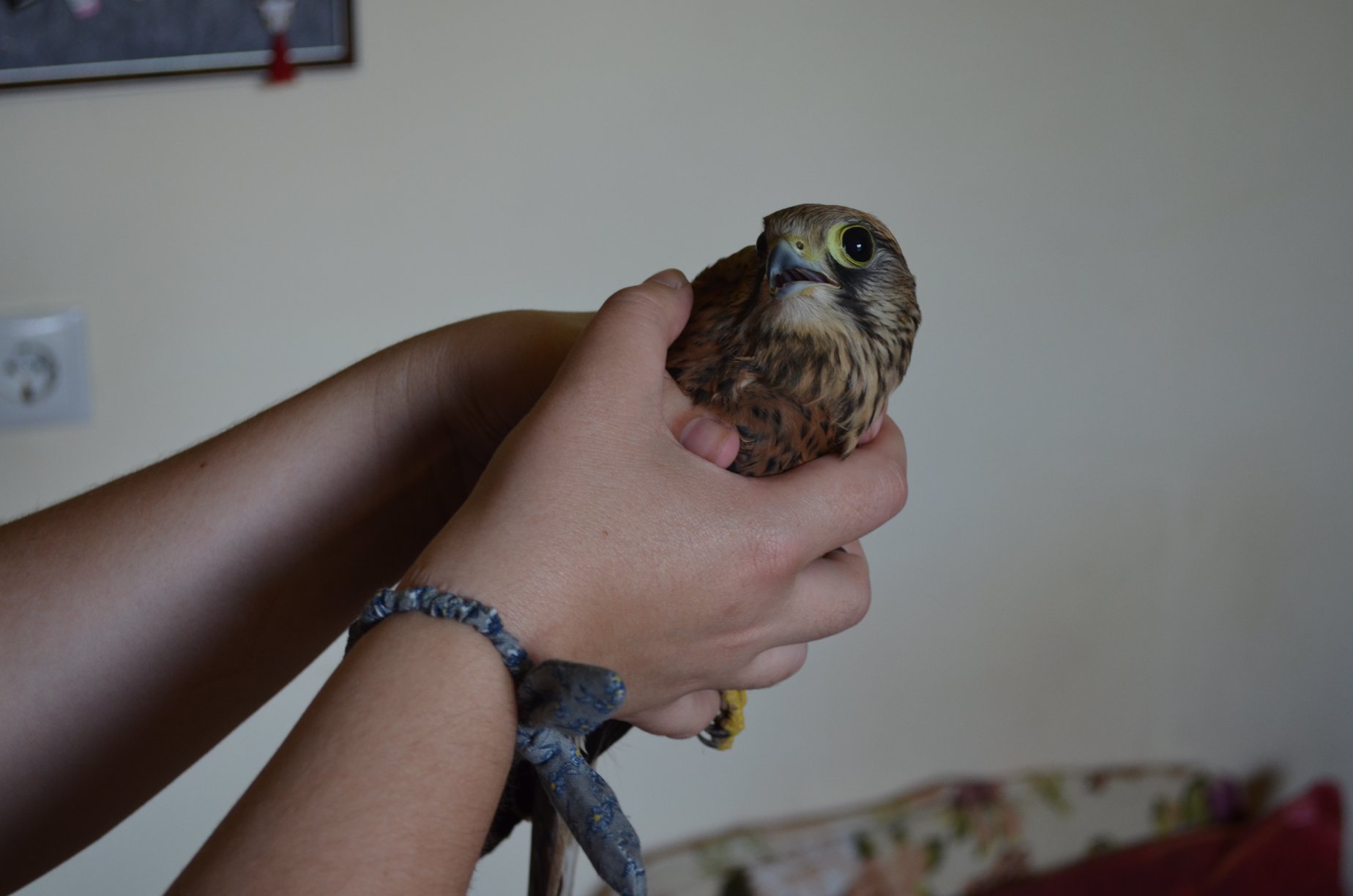 Чернівчанка шукає добровольців для догляду за малим боривітром 