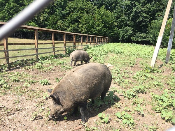 Одне з найкращих у Чернівецькій області Ломачинецьке лісництво тішить відвідувачів різноманітними принадами 