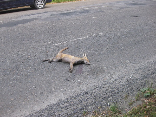 Лисиця, кумонька дорога: вона не лише курочок хапає, а ще й по скаженому кусає