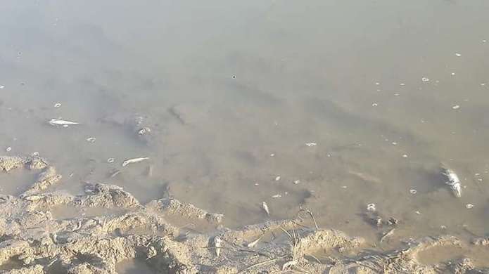 У Чернівецькій області підприємству 'СООК', яке підозрюють у масовій загибелі риби у Дністрі, нарахували збитки на понад півмільйона гривень 