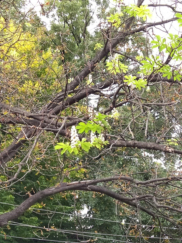 На вулиці 28 Червня розцвіли каштани!