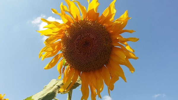 Українська органічна продукція підкорює міжнародні ринки