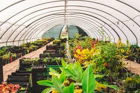 У асортименті інтернет-магазину «Флоріум», що на околиці Глибоки, рослини понад 2 тисяч видів