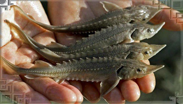 У Дністер в районі Дорошівців  випустять 500 екз. стерляді прісноводної