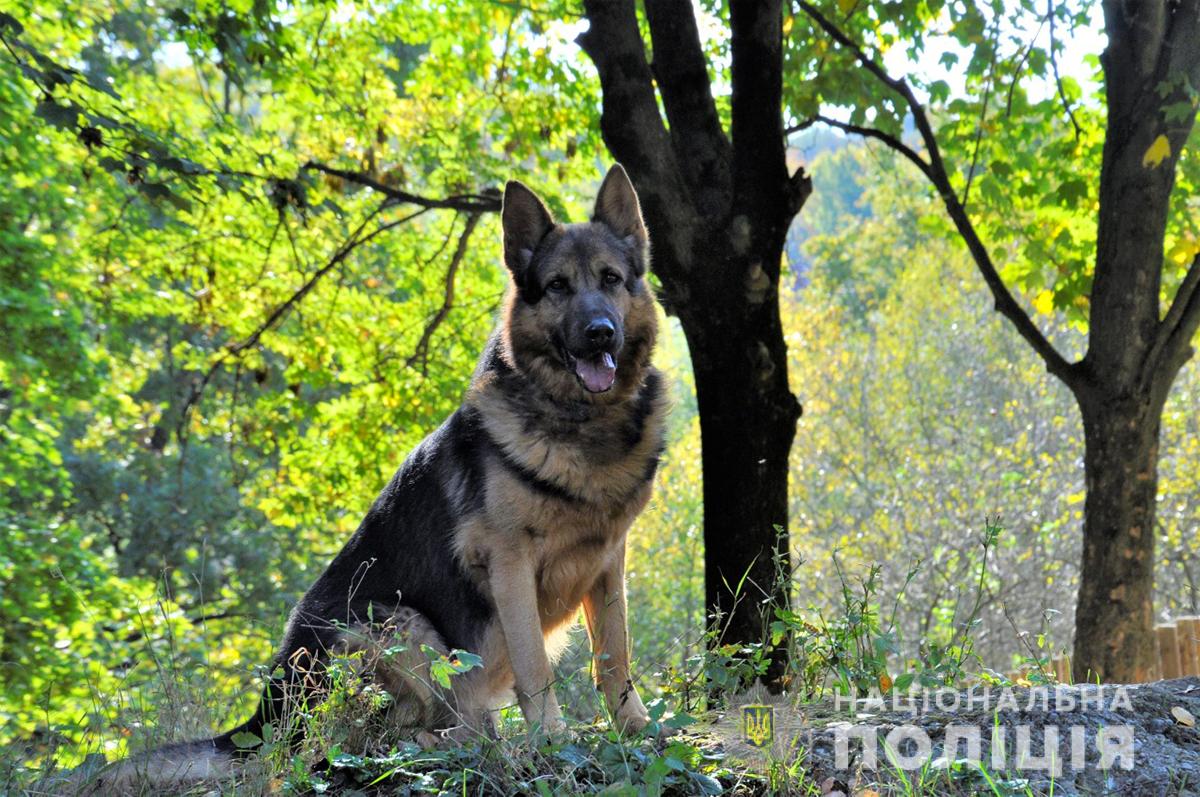 У листопаді кінологи з усієї України приїдуть на Буковину