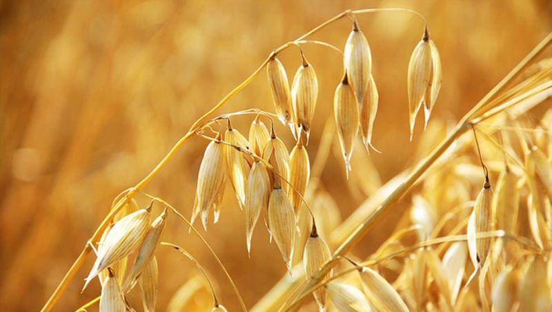 Чернівецька область показала найбільшу в Україні урожайність вівса 