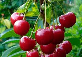 Фермер з Чернівецької області розтягнув збирання врожаю черешні на 43 дні