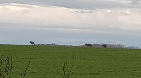 Вовки: вони вже майже під Чернівцями