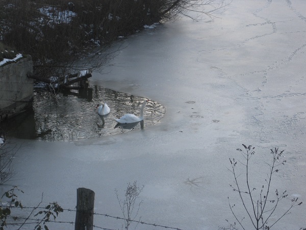 На Буковині лебеді-красені перезимовують на блюдці води