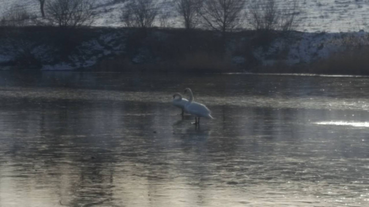 А Леоніда Фукса, справжнього захисника природи, того хто безпосередньо створював рукотворні ставки в Чорториї, де зимує лебедина зграя, досі ніхто і словом не згадав 
