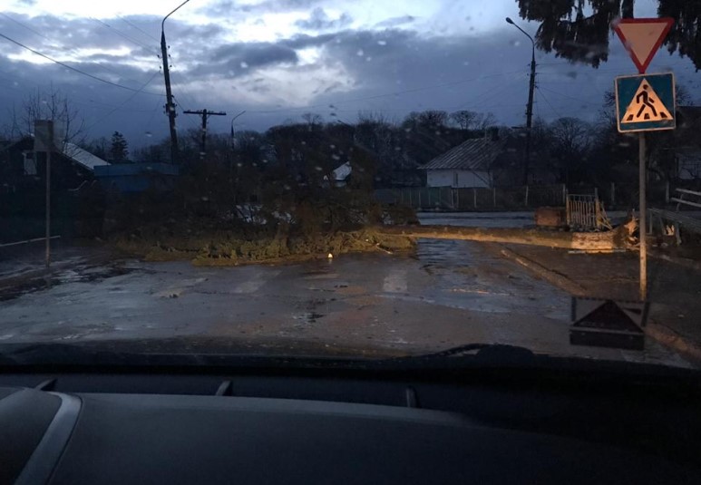 На Буковині сильний буревій повалив дерева, поламав огорожі та зірвав дахи і лінії електропередач (ОНОВЛЮЄТЬСЯ)